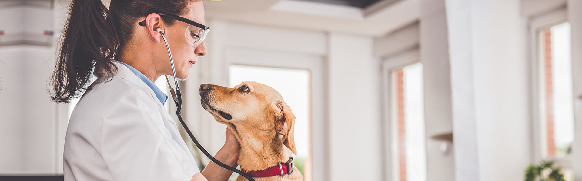 veterinarians guide to professional insurance