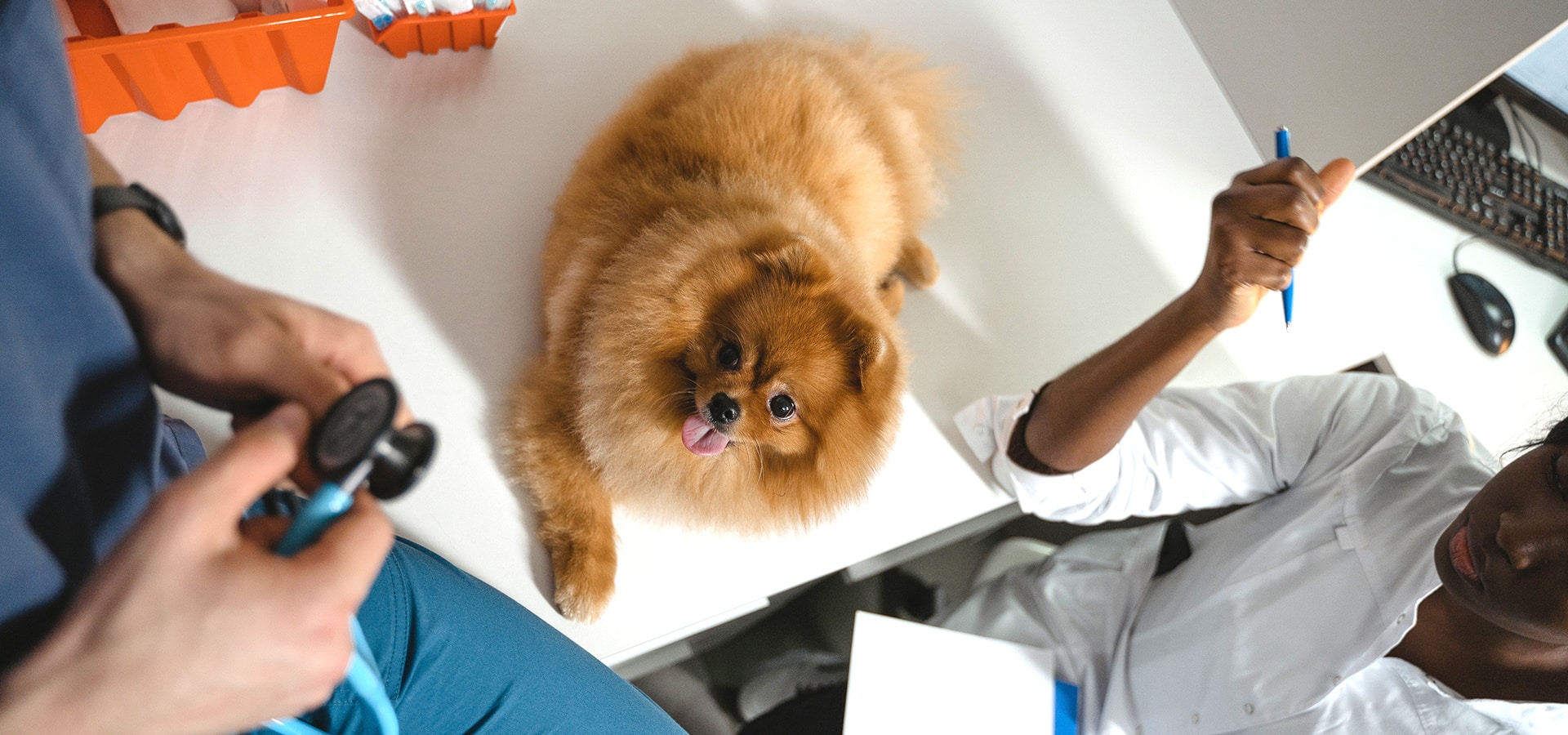 Do Veterinarians Need Malpractice Insurance?